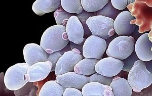 źródło: microbewiki.kenyon.edu